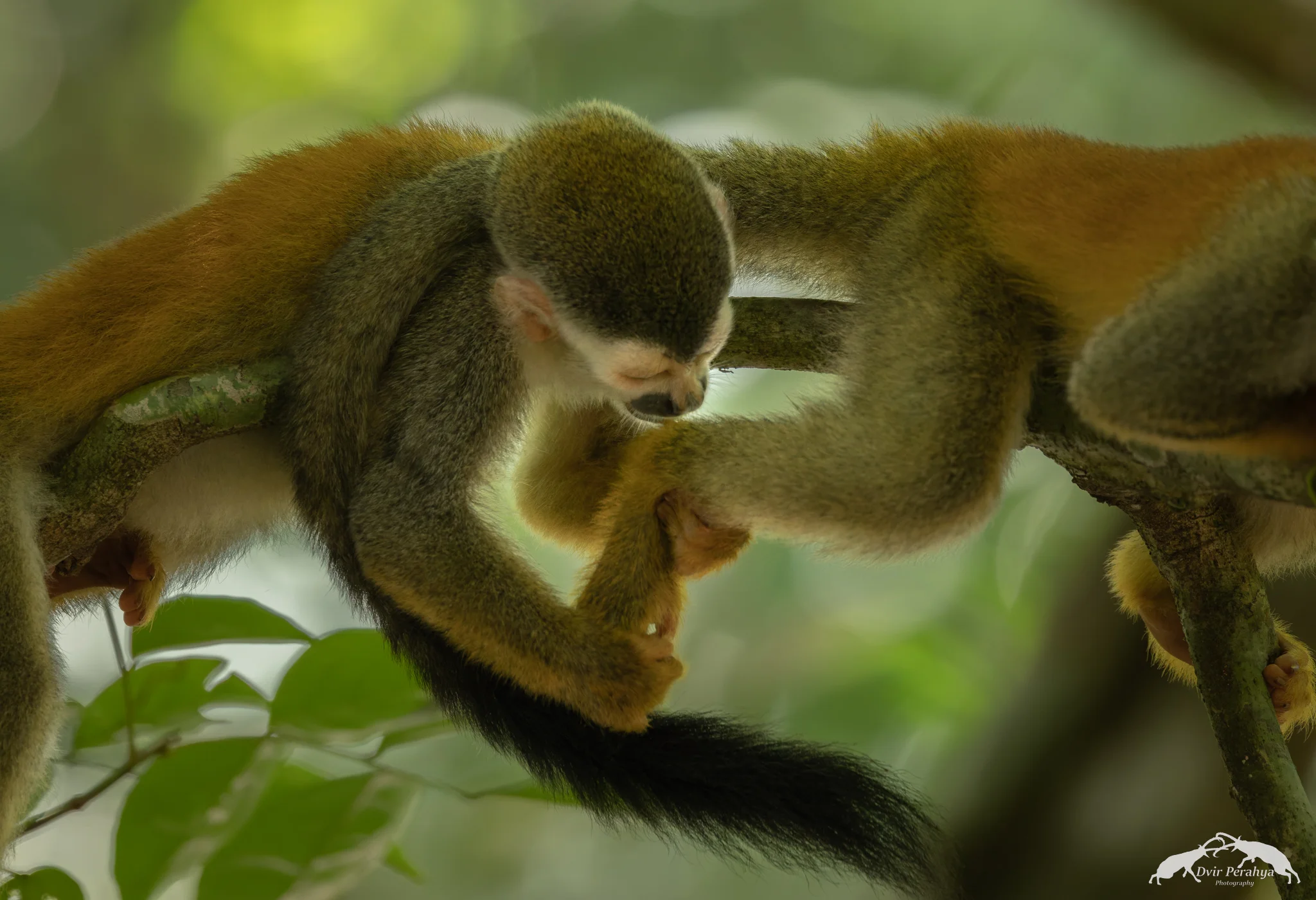Squirrel monkey, Manuel Antonio